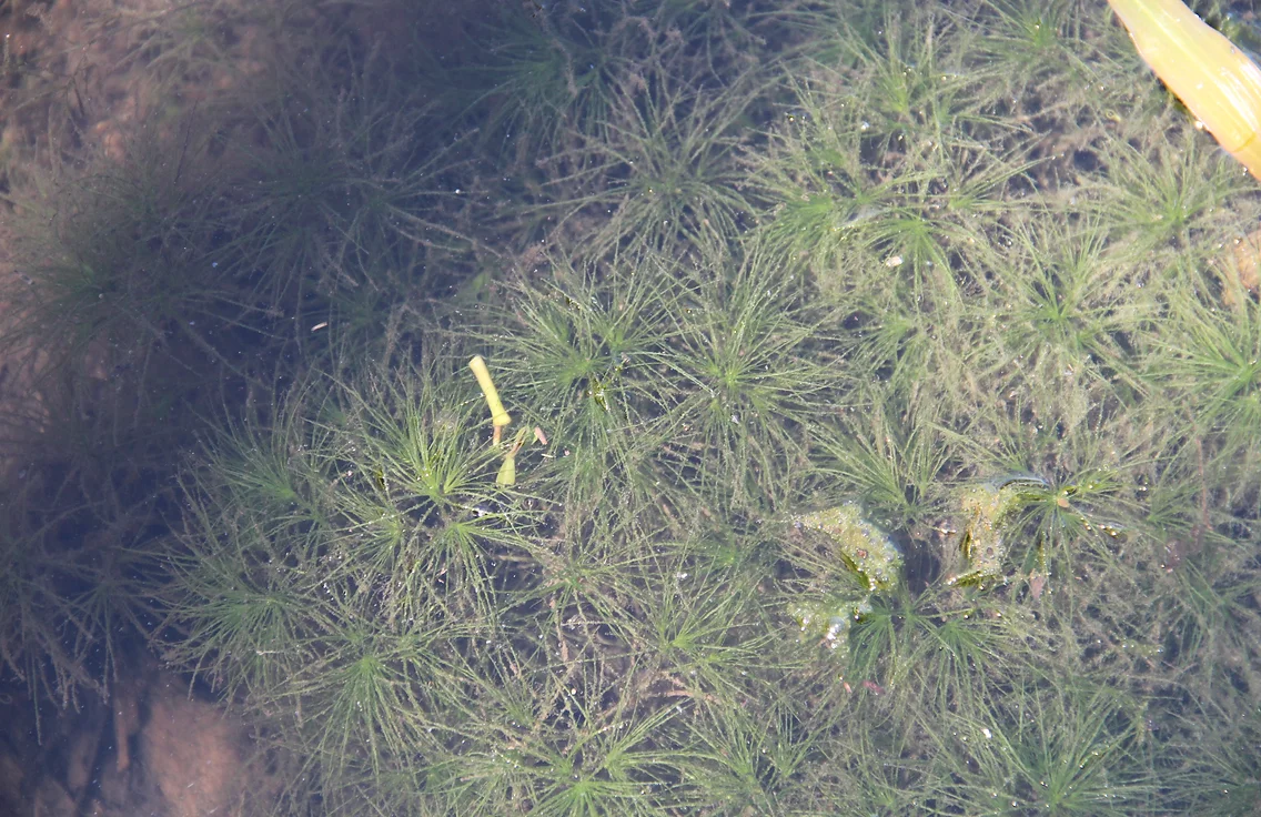 Brittle Naiad or Brittle waternymph (Najas minor) ODWC